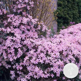 Clématite montana var. 'rubens' – vigne forestière – plante grimpante – fleurs - ⌀15 cm - ↕60-70 cm